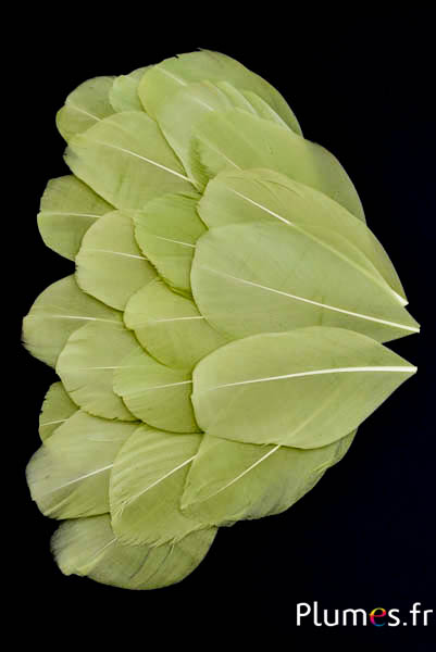 Pétales en plumes - 6-8 x 3-4 cm - olive
